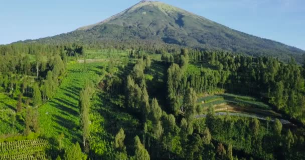 Tiro Aéreo Tobbaco Plantação Encosta Montanha Sindoro Temanggung Java Central — Vídeo de Stock