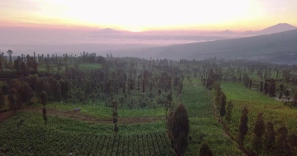 インドネシアのジャワ中央部 テマングンにあるシンドロ山の斜面に日の出を眺めながら 空中で撮影されたトバコのプランテーション インドネシアのタバコ産業 — ストック動画