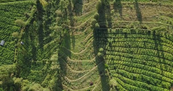 Letecký Dron Blíží Záběru Tabákové Plantáže Svahu Hory Sindoro Temanggungu — Stock video