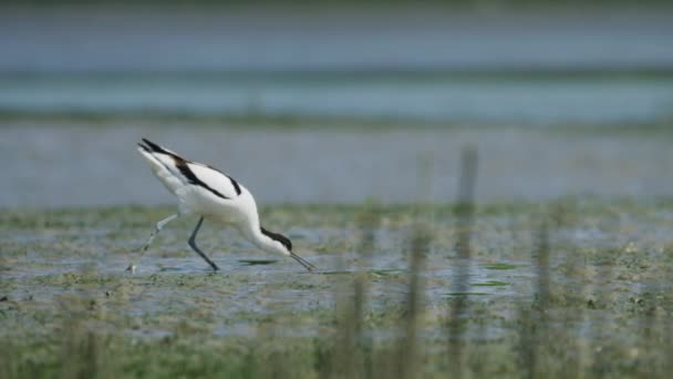 Pájaro Kluut Único Caminando Sobre Aguas Poco Profundas Buscando Comida — Vídeo de stock