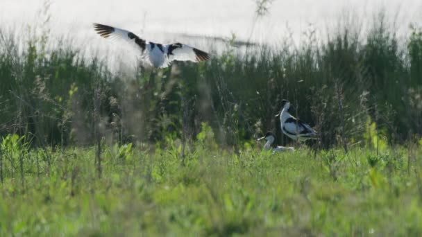 Rodzina Rzadkich Ptaków Kluut Siedzi Pobliżu Jeziora Wody Odległość Statyczny — Wideo stockowe