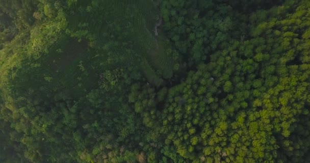 Sobre Cabeza Drone Disparo Bosque Con Clima Ligeramente Brumoso Colina — Vídeo de stock