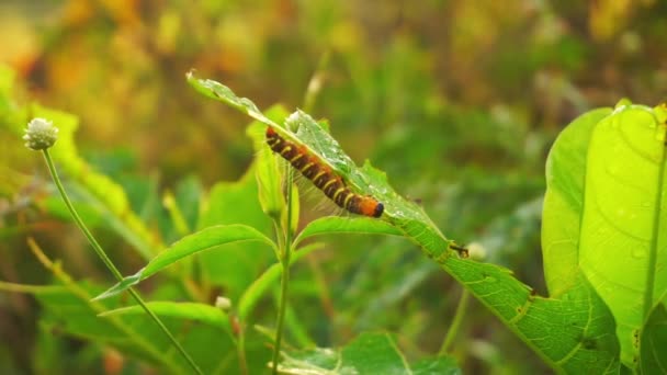 叶上的毛虫 植物上的毛虫在早晨活动 Lymantria失败了4K视频 — 图库视频影像