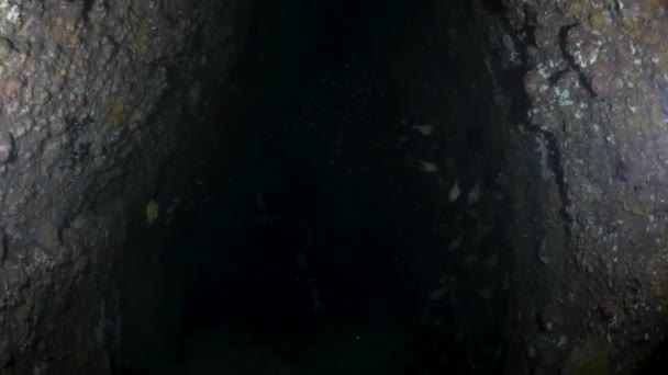 一个探测水下洞穴系统的技术洞穴潜水者点燃了一群五彩斑斓的鱼 — 图库视频影像