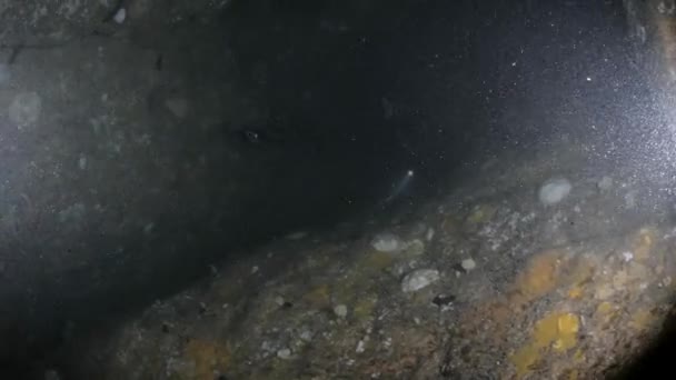 Tým Technických Jeskynních Potápěčů Proplouvá Těsným Podmořským Jeskynním Systémem Hluboko — Stock video