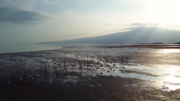 Disparo Dron Grupo Flamencos Caminando Sobre Lago Natron Durante Las — Vídeo de stock