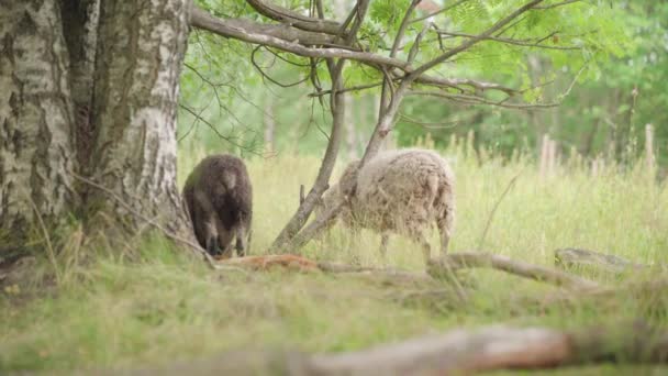 Μαύρα Και Άσπρα Πρόβατα Κάτω Από Δέντρα — Αρχείο Βίντεο