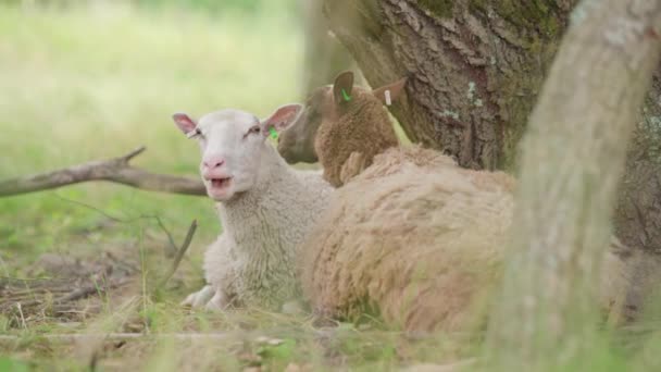 Ruminating Sheep Lying Tree — Stock Video