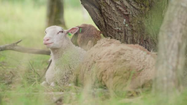 Oveja Rumiante Tendida Debajo Árbol Disparo Estático — Vídeos de Stock