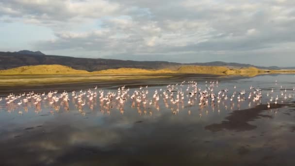 Чудовий Аеродинамічний Дрон Групи Рожевих Фламінго Ходять Біля Озера Натрон — стокове відео