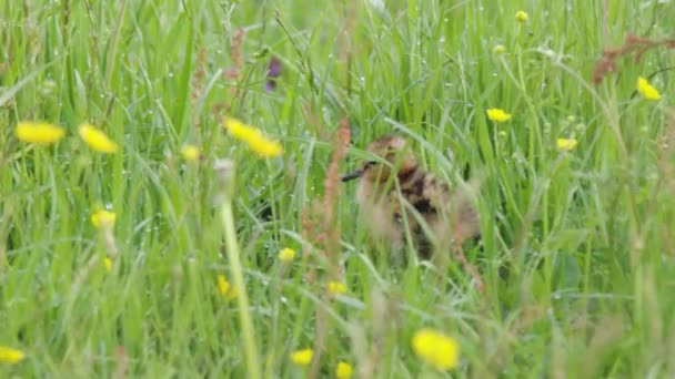 Kleine Grutto Vogel Probeert Lopen Door Dichte Groene Weide Handheld — Stockvideo