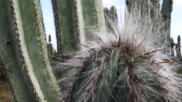Cerca Planta Cactus Con Espinas Pelos Ambiente Desértico — Vídeos de Stock