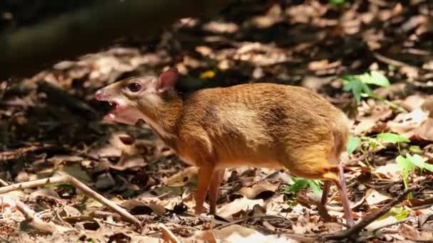 Munching Some Fallen Fruits Ground Forest Summer Lesser Mouse Deer — Stock Video