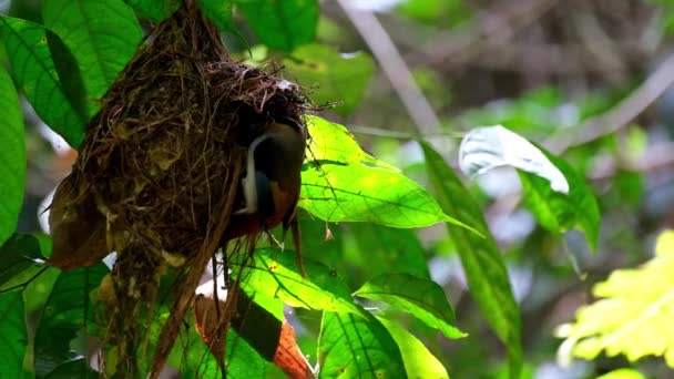 Een Nest Swingend Als Ouder Vogel Voedt Zilveren Borst Broadbill — Stockvideo