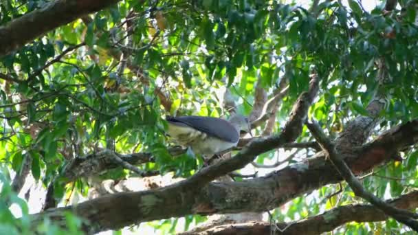 Dilihat Tinggi Cabang Pohon Pegunungan Thailand Gunung Imperial Pigeon Ducula — Stok Video