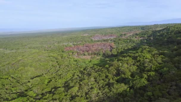 Vliegtuig Groene Mangroven Bosbomen Planten Tijdens Zonnige Dag Pedernales Dominicaanse — Stockvideo