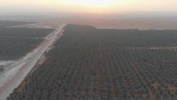 Ürdün Vadisi Bölgesindeki Bir Medjool Sahasının Üzerinde Uçmak Srail Sıcak — Stok video