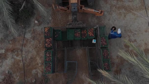 巨大なフィールドでの日付のための収穫プラットフォーム ヨルダン渓谷地域日の出 イスラエル 空中ドローンのショットを撃墜フライアップし 日付フィールドを明らかに Log — ストック動画