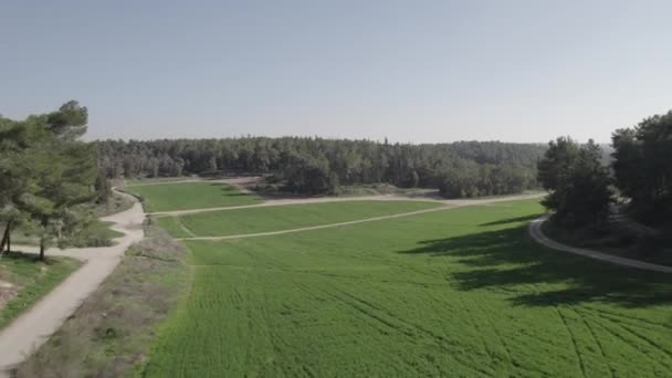 Дрон Летить Над Зеленим Пшеничним Полем Центрі Великого Лісу Над — стокове відео