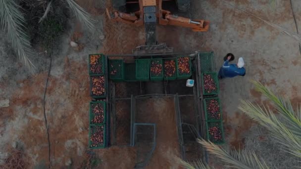 巨大なフィールドでの日付のための収穫プラットフォーム ヨルダン渓谷地域日の出 イスラエル 空中ドローンのショットが飛ぶトップダウンし 日付フィールドを明らかにします — ストック動画