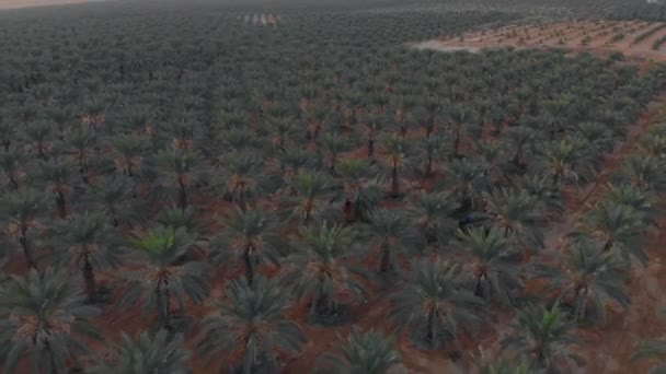 Vorwärts Fliegen Zeitlupe Über Ein Feld Von Medjool Datteln Jordantal — Stockvideo