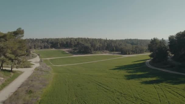 Drone Vuela Sobre Campo Trigo Verde Centro Gran Bosque Por — Vídeos de Stock