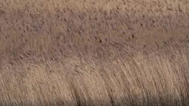 Hermosa Vista Reed Motion Desde Wind Gust Cerca Río Sombreado — Vídeo de stock