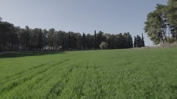 緑の小麦畑を飛んで 高速で森の階段の上まで上昇 Push Drone Shot Log Dji File — ストック動画
