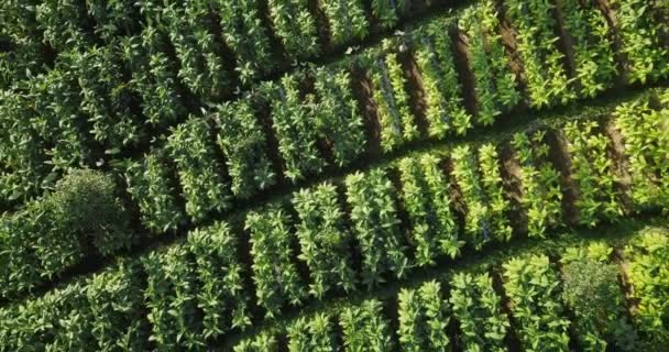 Vue Aérienne Ascendante Plantation Tabac Poussant Sur Pente Montagne Sindoro — Video