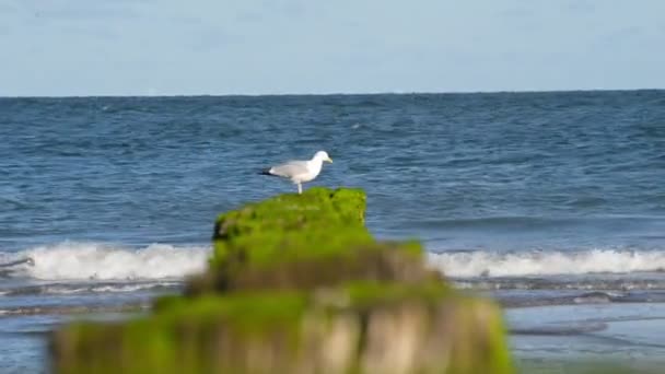 Primer Plano Tiro Gaviotas Sentado Pilas Rompeolas Próxima Marea — Vídeo de stock