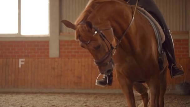 Vestiário Cavalo Realizando Trote Interior Com Fêmea Cavaleiro Câmara Lenta — Vídeo de Stock