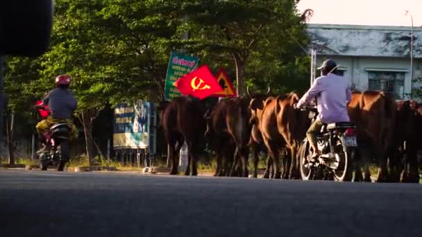 Kehidupan Kota Vietnam Bendera Komunis Dan Negara Penggembala Dengan Ternak — Stok Video
