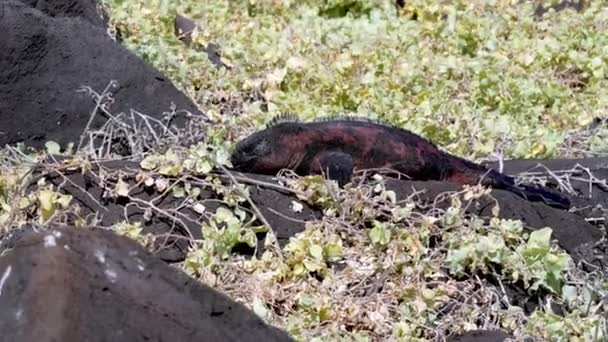 Jul Marine Iguana Bask Lava Rock Omgiven Grön Vegetation Galapagos — Stockvideo