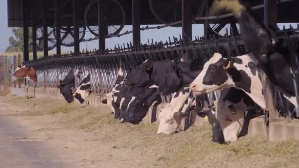 Vacas Pastando Hierba Una Granja — Vídeos de Stock