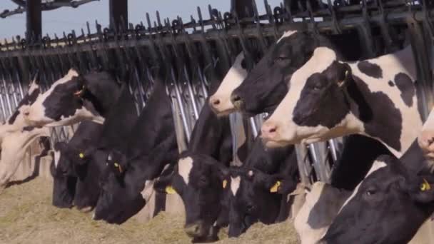 Mucche Pascolo Erba Una Fattoria Durante Giorno — Video Stock