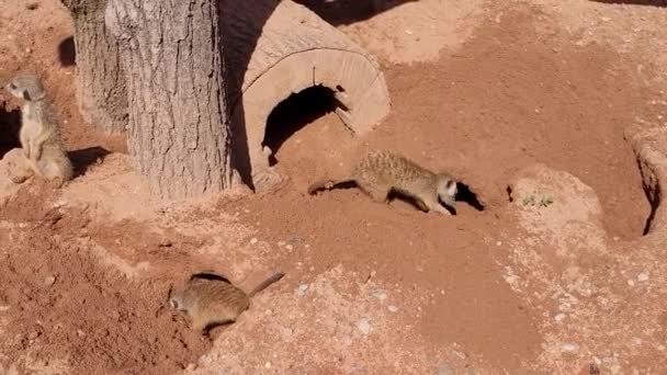 Meerkats Cavando Areia Vermelha Para Fazer Túneis — Vídeo de Stock