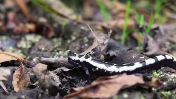 Salamandra Marmorizzata Che Striscia Tra Foglie — Video Stock
