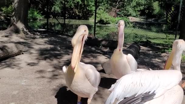 Golyók Fejre Párzási Szezonban Great White Pelican Támadó Mások Nagy — Stock videók