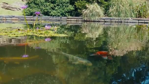位于北卡罗来纳州达勒姆市莎拉 杜克花园的科伊池塘周围的鱼 — 图库视频影像