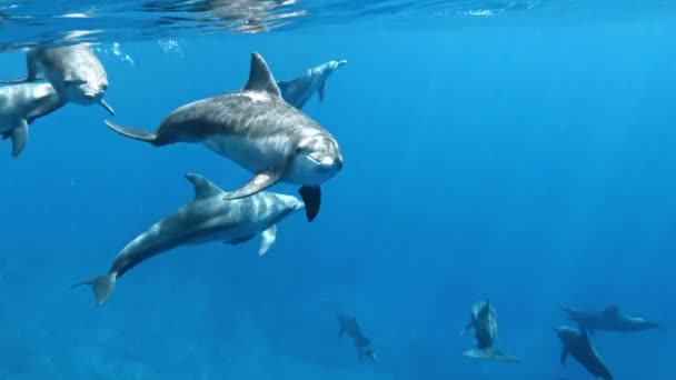 Ein Pod Von Großen Tümmlern Schwimmt Der Tiefe Des Blauen — Stockvideo