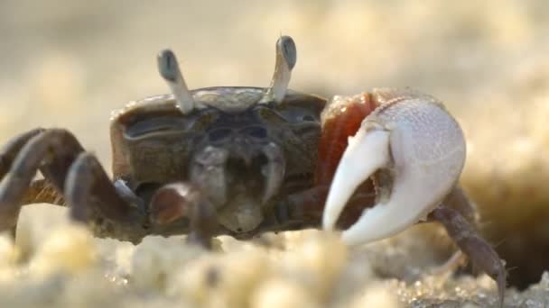 Little Crab Walking Jedzenie Piasek Biegnący Otworu — Wideo stockowe