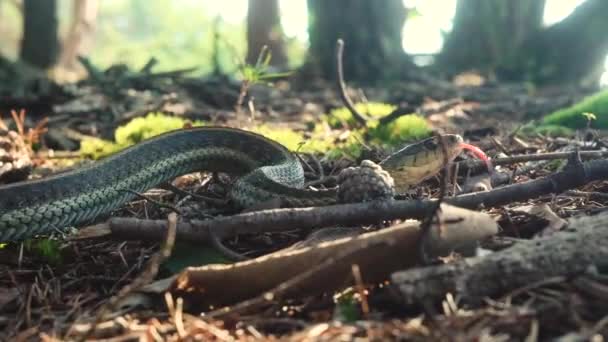 Rakt Orm Glider Genom Skogen Morgonljuset — Stockvideo