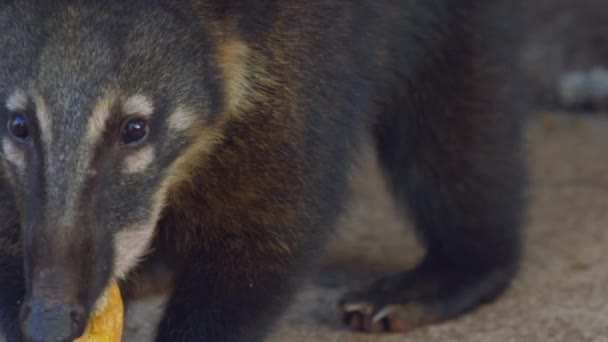 Güney Amerika Koati Küçük Bir Meyve Yiyor Yakın Çekim — Stok video