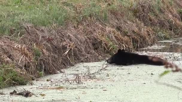 Oso Negro Cruzando Río Que Corre Hacia Cornfield — Vídeos de Stock