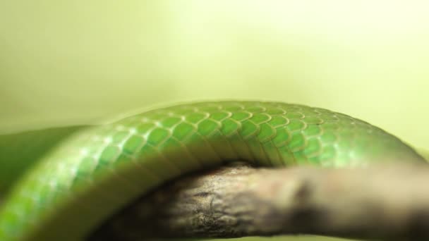 Groene Slangenweegschalen Kruipen Tak Macro — Stockvideo