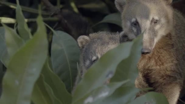 Telefoto Tres Coati Sudamericanos Escondidos Follaje Selva Tropical — Vídeo de stock