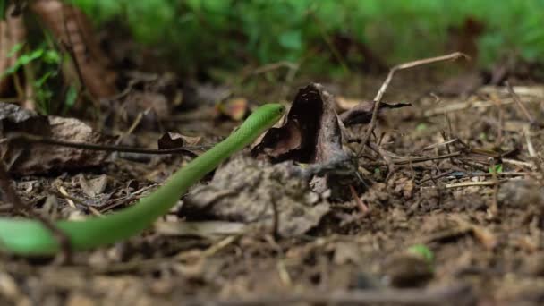 Grüne Schlange Mit Den Händen Aufheben — Stockvideo