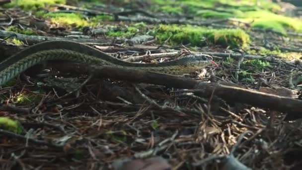 Kousenband Snake Kruipt Forest Floor — Stockvideo