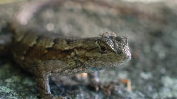 Fence Lizard在岩石上等待然后逃跑 — 图库视频影像