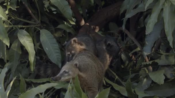 Three South American Coati Peer Cautiously Out Rainforest Foliage Telephoto — Stock Video